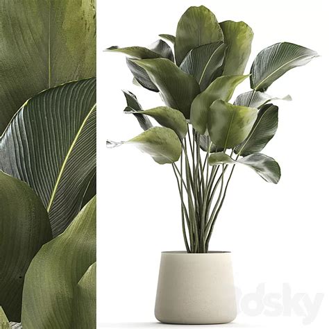 Beautiful exotic bush plant Calathea lutea in a pot. 1300 3D Model Free ...