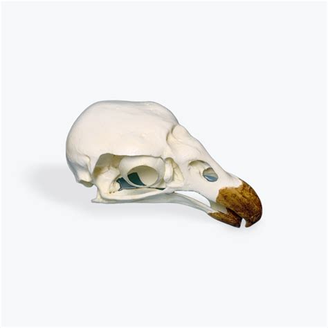 King Vulture Skull Replica - SkeletonsAndSkullsSuperstore