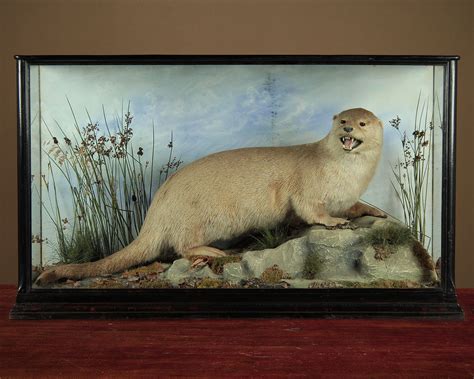 Large Cased Taxidermy Otter by George Cooke of Shrewsbury c.1910 ...