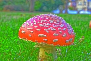 Magic Mushroom | Fly agaric mushrooms, or Amanita muscaria, … | Flickr