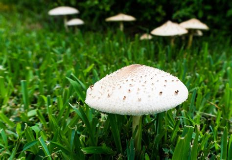 Backyard Mushrooms: What They Are + Why They're Growing There | GroCycle