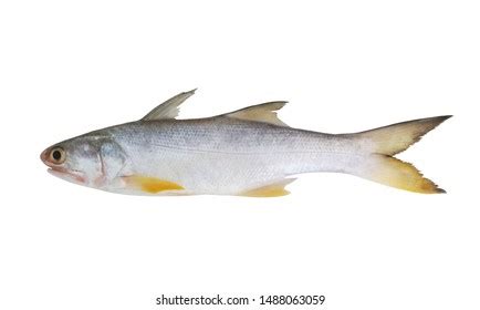 Fourfinger Threadfin Fish Isolated On White Stock Photo 1488063059 | Shutterstock