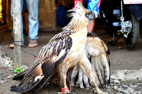 Philippine Eagle Hunting Monkey