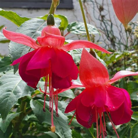 Fuchsia 'Garden News', Fuchsia 'Garden News' - uploaded by @shivydevon