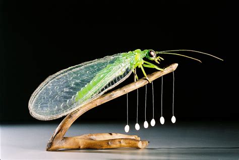 Common green lacewing | Insect Models - Julia Stoess