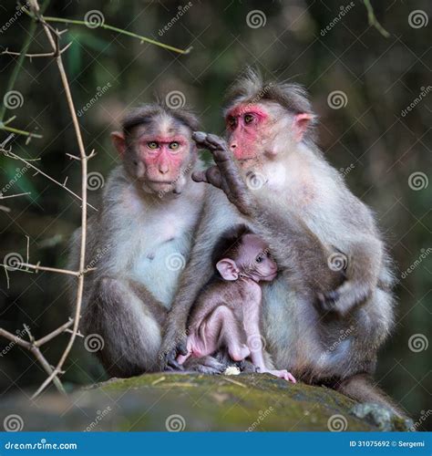 Family of monkeys stock photo. Image of mammals, india - 31075692