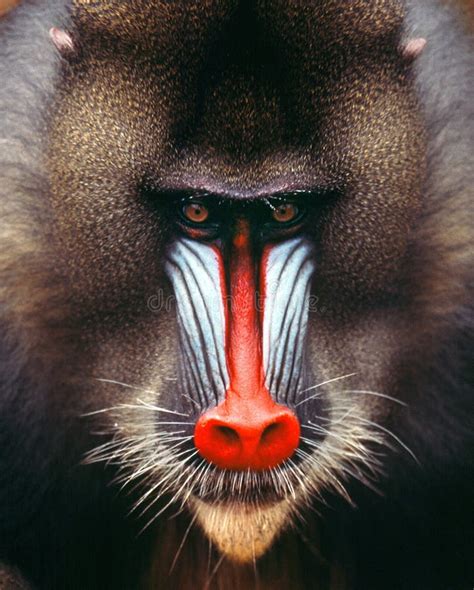 Mandrill stock photo. Image of scary, baboon, serious - 42817100