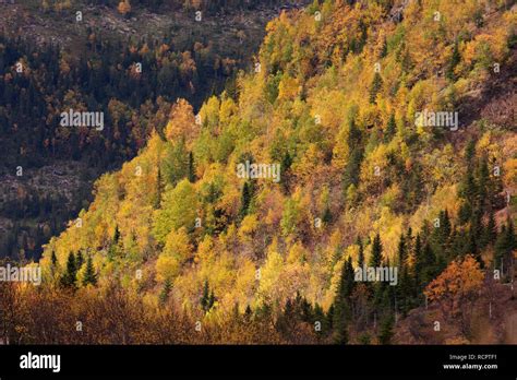 Gaspésie National Park (Parc National de la Gaspésie) on the Gaspé Peninsula of Quebec, Canada ...