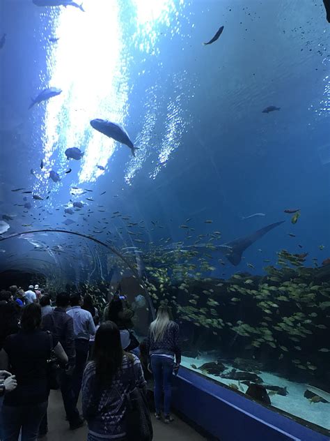 Atlanta Aquarium! : r/travelphotos