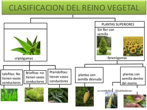 Clasificacion del reino vegetal