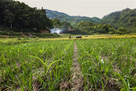 Emissions from smallholder farming may be significant; mitigation recommendations » SAMPLES