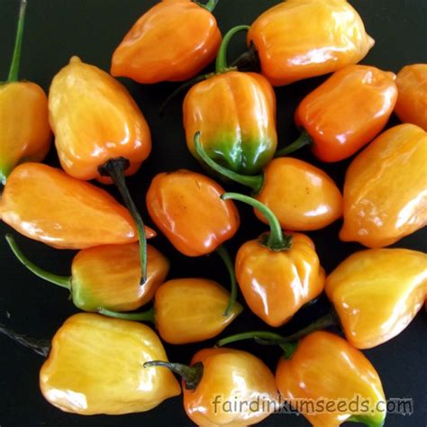 Yellow Habanero Capsicum Chinense Seeds | Fair Dinkum Seeds