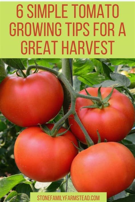 6 Simple Tomato Growing Tips for a Great Harvest