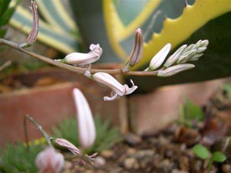 061-Haworthia cooperi-flowers Cacti, Hug, Bloom, Flowers, Plants ...