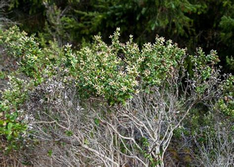 Coyote Brush Female Profile-Baccharis pilularis-Oct 7 Pt Reyes