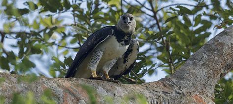 Panama - Birding the Darién Gap - Naturetrek