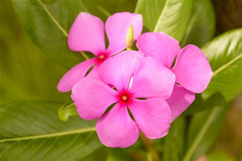 Catharanthus roseus is a species of Catharanthus native and endemic to Madagascar. 6838112 Stock ...