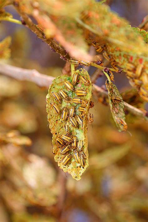 Identify and Control Elm Leaf Beetles