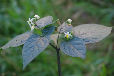 Blackberry nightshade (Solanum nigrum) | black nightshade so… | Flickr