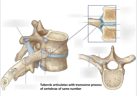 Figure From The Anatomy Of The Ribs And The Sternum And, 49% OFF