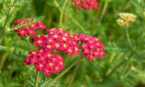 Yarrow Plants Species And Varieties: Our Top 9 - Gardender