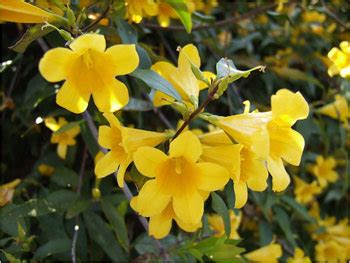 South Carolina State Flower - Carolina Jasmine, Yellow Jessamine