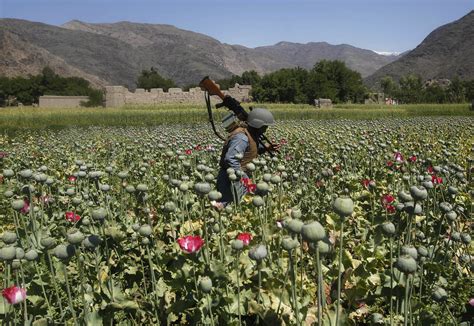 Afghan Heroin Trade