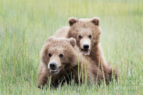 Two Brown Bear Cubs Playing Photograph by Linda D Lester - Fine Art America