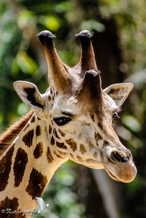 What Are Those Things on Giraffes’ Heads? | The Ark In Space