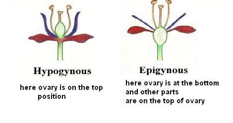 how to know if flower is hypogynous/epigynous from floral diagram Biology Morphology of ...