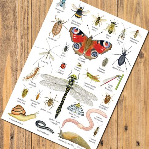 British Minibeasts, Invertebrates Identification A5 Card Postcard