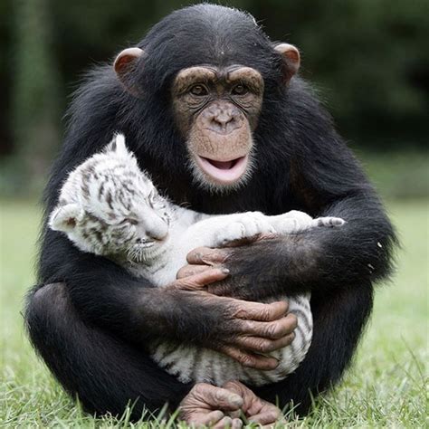 Monkey reacting like mom with baby lion : aww