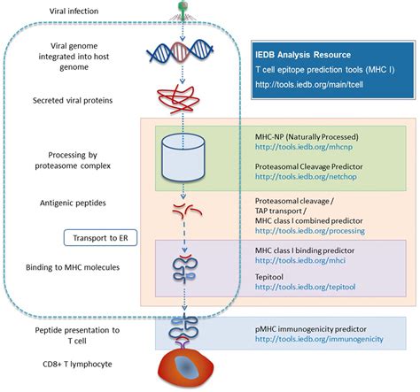 Frontiers | The Immune Epitope Database and Analysis Resource in ...