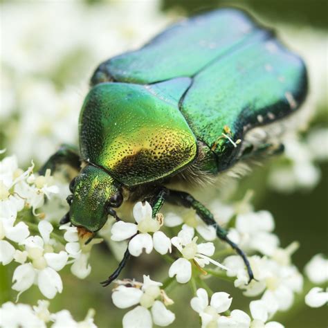 June Bug: Spiritual Meaning - Green June Beetle + Biblical Meaning ...