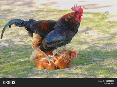 Rooster Copulating Hen Image & Photo (Free Trial) | Bigstock