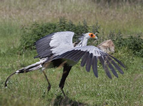 Hawk Conservancy Trust, Andover | Secretary Bird. Trip to th… | Flickr