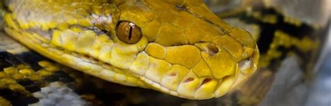 Reticulated Python - Snake Facts and Information