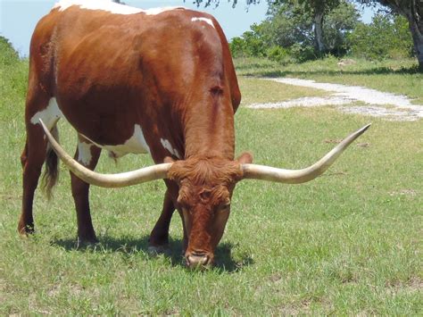 Fotos gratis : naturaleza, césped, granja, prado, animal, cuerno, pastar, pasto, carne de vaca ...