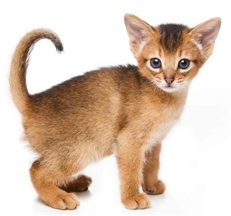 Abyssinian Cat - Abyssinian Kittens - Abyssinian Cat Breed