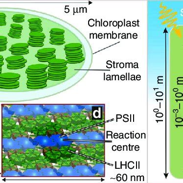 a Schematic of a higher-plant chloroplast showing the outer chloroplast ...