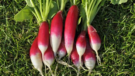 14 Radish Varieties You Should Keep On Your Radar