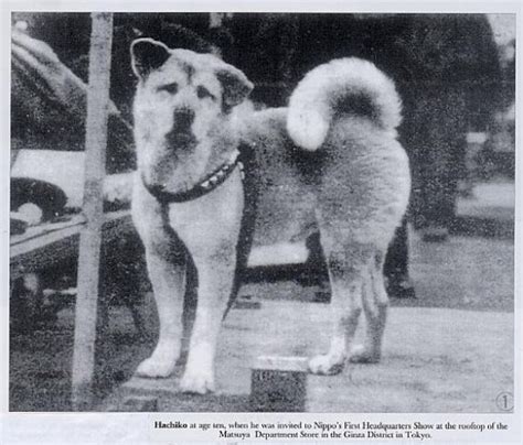 Hachiko Breed Information: History, Health, Pictures, and more