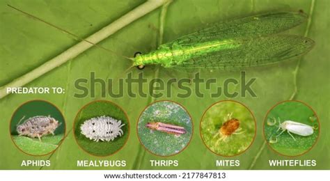 78 Whitefly Natural Enemies Images, Stock Photos & Vectors | Shutterstock