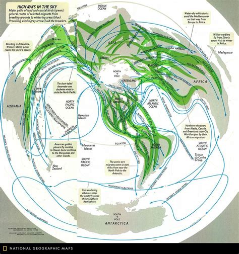 This 1979 map of "Highways in the Sky" depicts bird migration routes ...