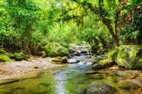 Selva colombiana: descubre sus principales atractivos turísticos