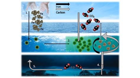 Ocean iron fertilization schematic. 1. Iron is added to High Nutrient... | Download Scientific ...