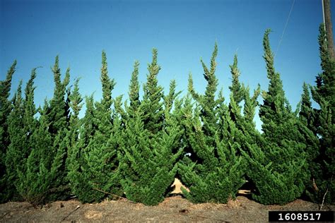 Chinese juniper (Juniperus chinensis)