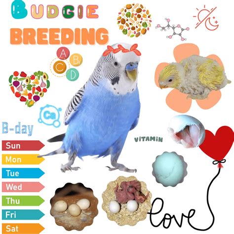 Budgie breeding - How to prepare their environment for reproduction?