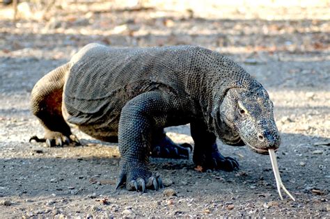 ANIMALS PICTURE: GAMBAR HEWAN KOMODO - 5