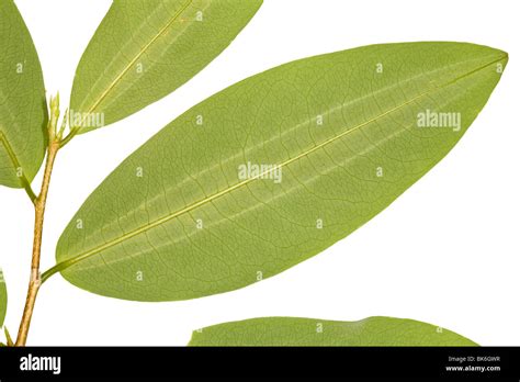 Coca leaves (Erythroxylum coca Stock Photo - Alamy